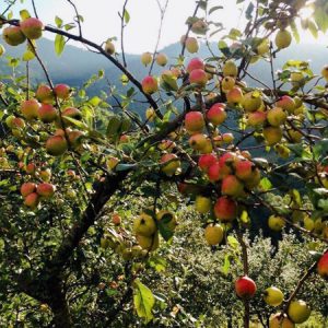 Táo Mèo Tây Bắc