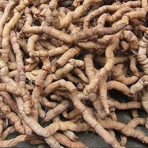 Ba Kích Tím Hà Giang