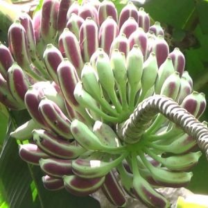 Chuối Hột Rừng Tây Bắc